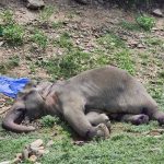 泰国资讯 泰国50岁大象遭枪杀!体内有5颗子弹!-博彩社区-博彩技巧-博彩论坛网